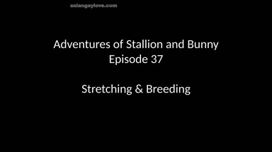 @stallion_bunny