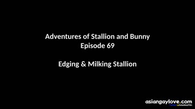 @stallion_bunny