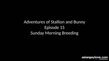 @stallion_bunny