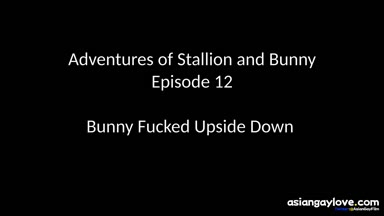 @stallion_bunny