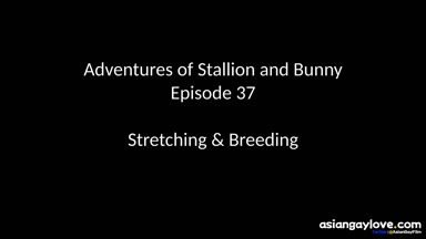 @stallion_bunny