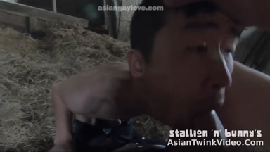 @stallion_bunny