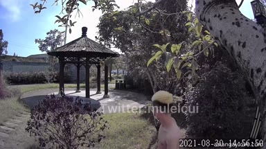 @muleicui